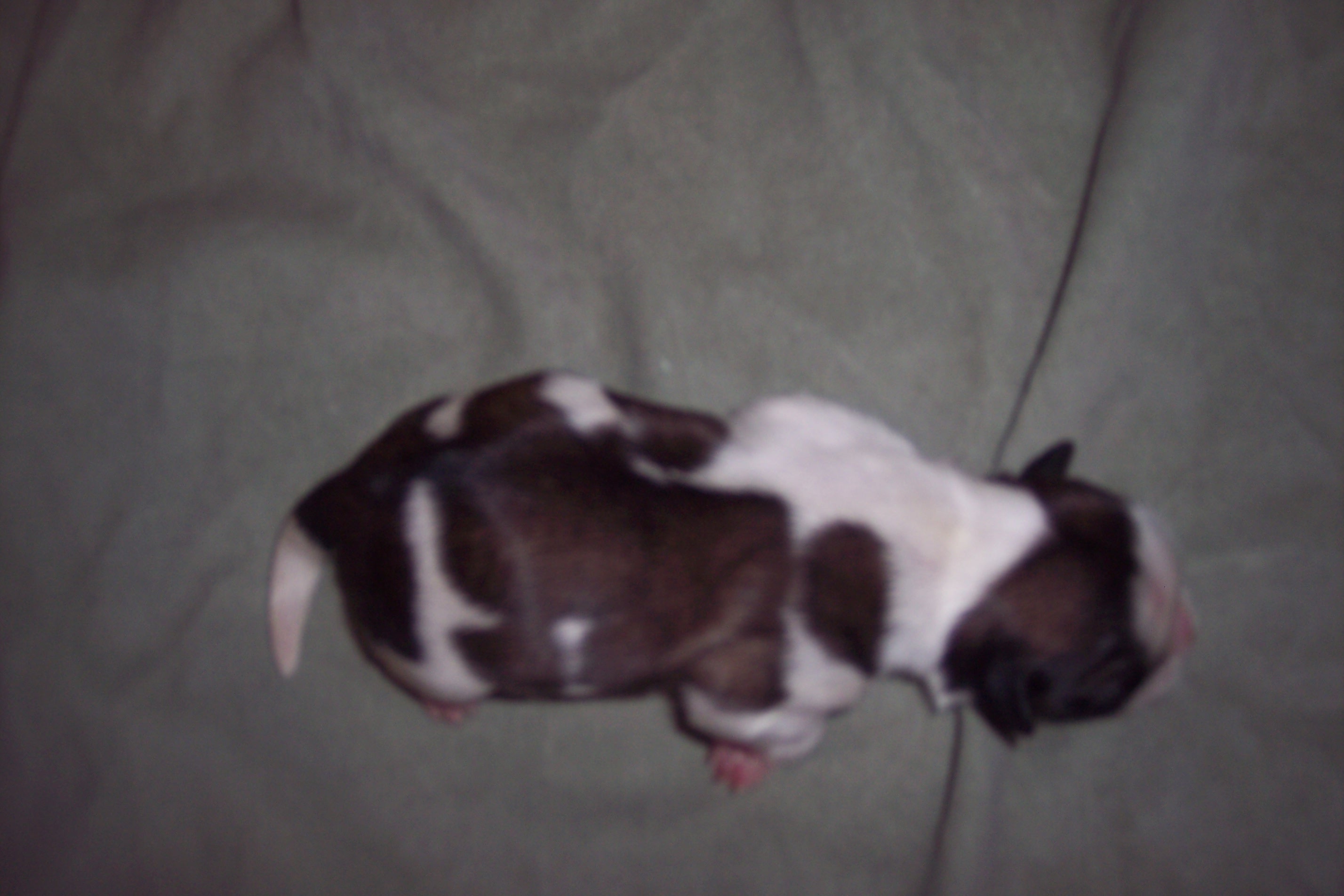joliebabiesnshilohbabies001dwayne.jpg